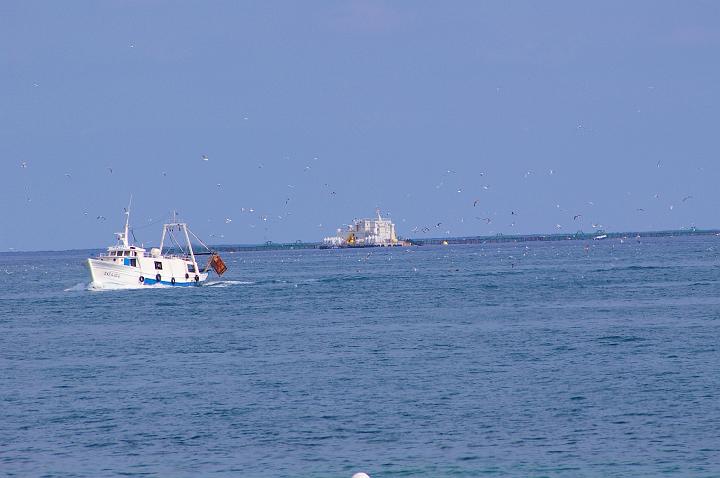 54.JPG - The returning Villajoyosa fishing boats full of the days catch.