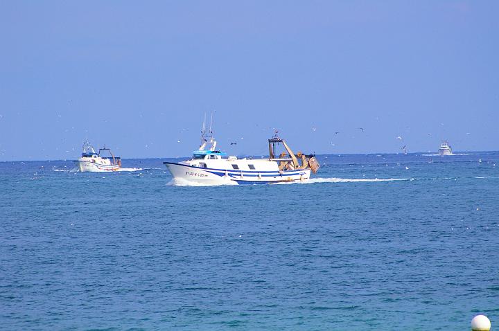 IMGP0176.JPG - The returning Villajoyosa fishing boats full of the days catch.